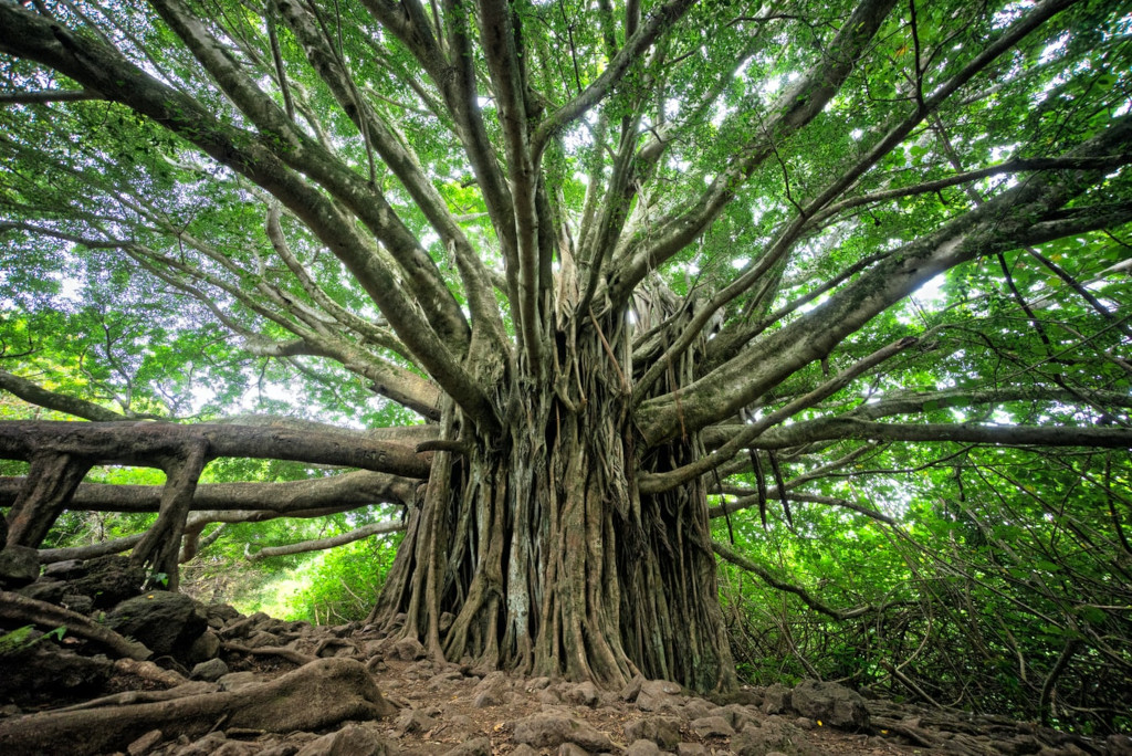 A huge tree representing growth